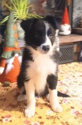 Suczka Border Collie (ZKwP)
