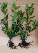 Laurowiśnia Caucasica DUŻA ROZKRZEWIONA 40-70 cm PIĘKNA SADZONKA