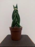 Sansevieria Cylindrica/Sansewieria cylindryczna - Zielony przyjaciel!