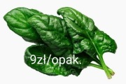 Szpinak organiczny przedsprzedaż 