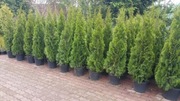 Tuja Szmaragd do 180 Thuja  Smaragd z doniczki