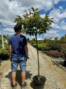 Castanea Anny's Summer Red, Kasztan jadalny, obw.6-10cm pień 120-180cm