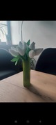 Rękodzieło tulipany 14 sztuk zawsze świeże:)