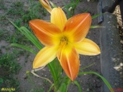 Hemerocallis / Liliowiec: Mozaika