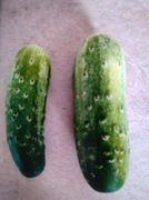 Ogórek Gruzin (Gruziński bardzo odporny)