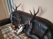 Poroże Czternastak niereguralny 5.5 kg