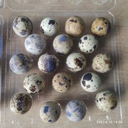 Jajka przepiórcze od rolnika