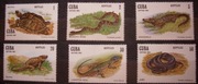 Fauna zwierzęta płazy i gady Kuba Cuba