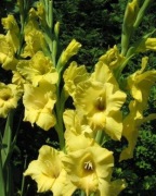 Mieczyk (Gladiolus) kwiat cięty
