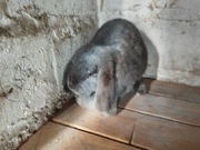 Królik samica na sprzedaż 4 miesiące 4 kg 