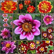 Dalia kołnierzykowa -Mega Kolekcja 40 nasion.