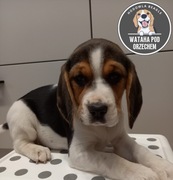 Suczka Beagle gotowa do odbioru