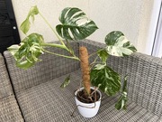 Monstera Deliciosa Variegata wyjątkowo pięknie wybarwiona