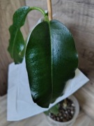 Hoya imperialis palawan