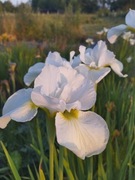 Irys syberyjski 'Harpswell Hapiness' Iris sibirica