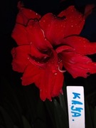 Zwartnica, Amarylis "Kajka" obwód 16+cm