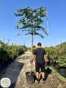 Carpinus betulus, grab pospolity, pień 180cm, ekran 120x150cm palmet