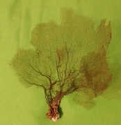 Koralowiec Wachlarz Gorgoniowy – Siatka Energii i Ochrony