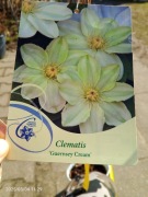 Clematis Guernsey Cream