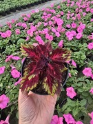 Koleus - Coleus Down Town Royalty