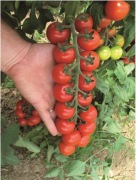 Pomidor Tudor F1 - Nasiona Holenderskie