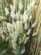 lagurus dmuszek jajowaty trawa suszona duży miętowy 