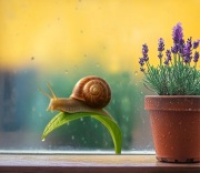 Naklejki na szybę, Ślimaki 4 szt. 