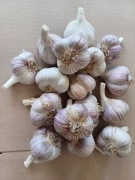 czosnek polski harnaś lub arkus kal.40-50mm zdrowy z chłodni 1 kg