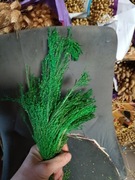 Proso klosy zboże suszone naturalne trawy ozdobne zielone