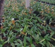 Rośliny storczyki cięty lub doniczka