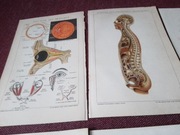 Oryginalna XIX w. grafika  Medycyna  do aranżacji wnętrza