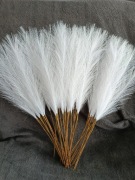 Trawa pampasowa biała wysokość 55cm 40szt