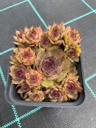 Rojniki nr 18 sadzonka p9