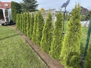 Tuje Szmaragd 180-200cm Hurt