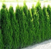 Tuja szmaragd sadzonki 