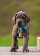 Dog Niemiecki szczenięta FCI 