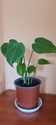 Monstera deliciosa dziurawa piękna + gratis zielistka 