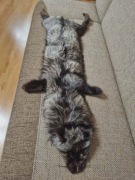 Skóra lisa naturalna całościowa 108 cm- wyprawiona z głową