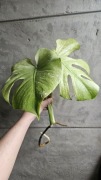 Monstera Full Mint 