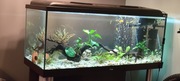 Akwarium 300 litrów 
