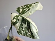 Monstera White Snow piękne wybarwienie ukorzeniona pędówka w hydroponice 2