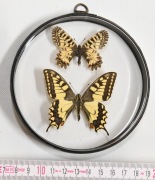 Gablotka PaZx1, dwustronna, motyle Papilio machaon + Zeryntia polyxena