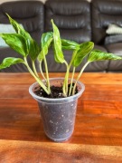 Epipremnum Sanhri La Variegata Godzilla Variegata 2 pędy ukorzeniona