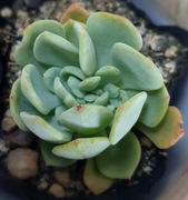 Echeveria Secunda Cristata, błękitna eszeweria, GRATIS 227