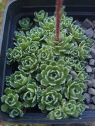 Skalnica / Saxifraga Mowgli