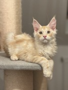 Kocurek Maine Coon gotowy do zmiany domu | przebadani genetycznie rodzice