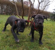 American Pit Bull Terrier Szczenięta 