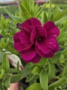 Million Bells - Double Magenta 