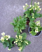 Pierwiosnek lekarski- sadzonka