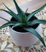 Kaktus Aloes  doniczka